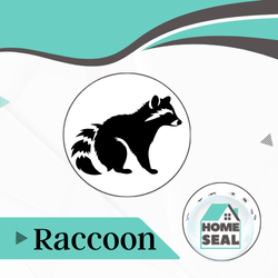 Racoon Removal in Flagler & Volusia County, Florida